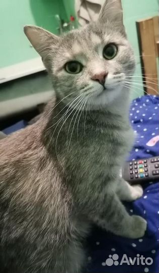 Серебристая красавица Маруся в поиске дома