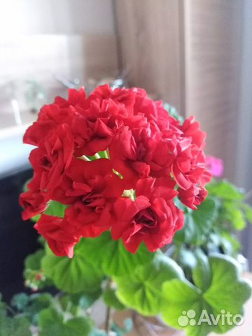 Герань пеларгония розебудная