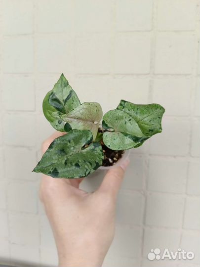 Сингониумы и другие растения