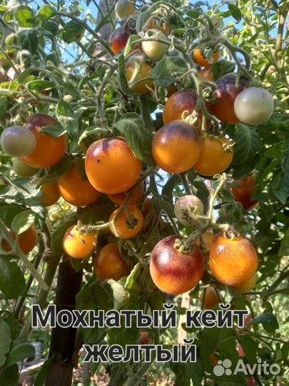 Семена сортовых коллекционных томатов