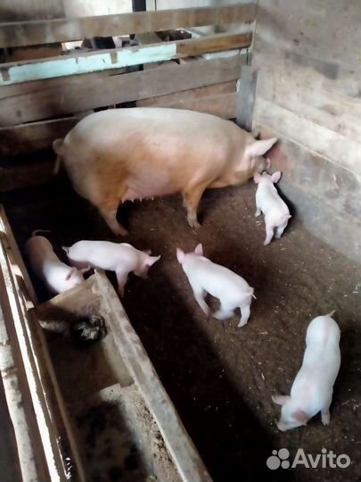 Поросенок ландрас