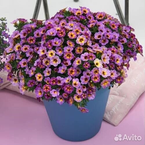 Вегетативная калибрахоа