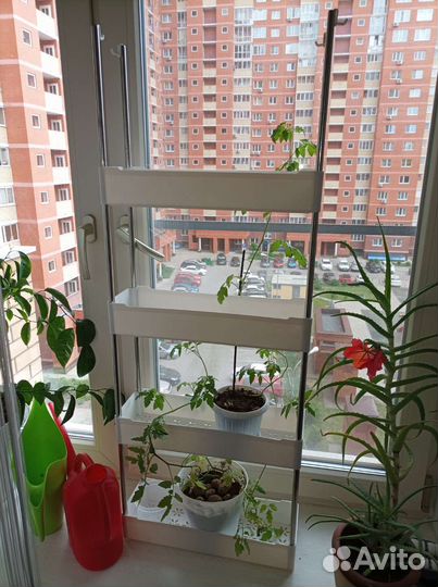 Рассада подросшая томаты черри