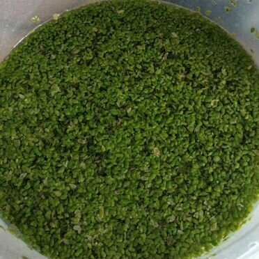 Аквариумные растения