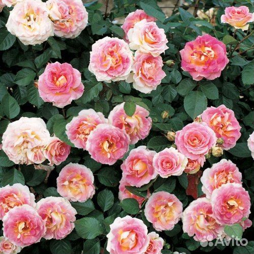 Роза плетистая Цезарь