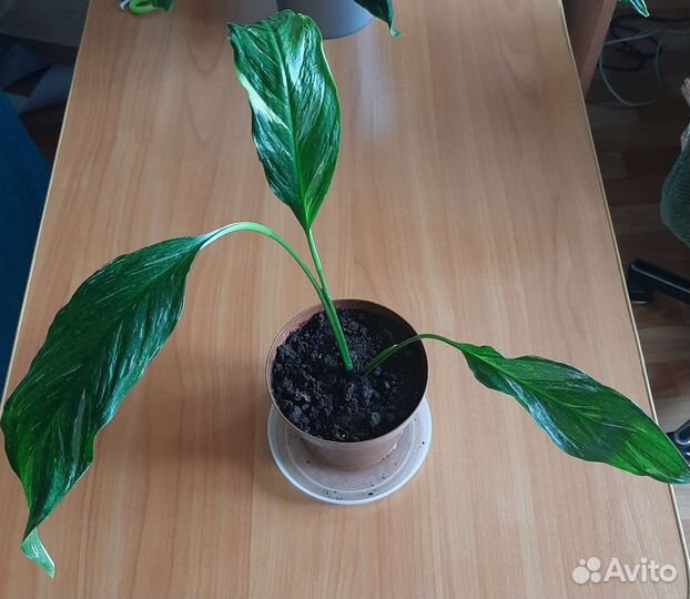 Спатифиллум Джемени вариегатный