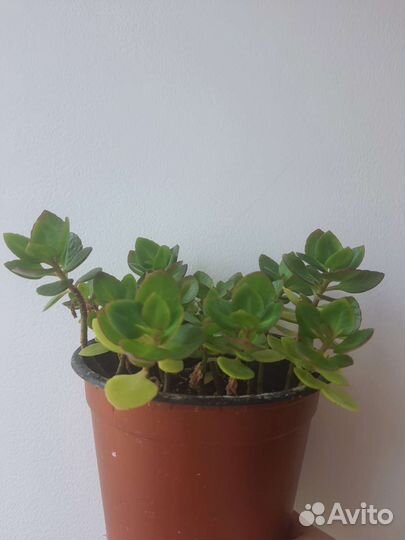 Каланхоэ (цветет розовыми соцветиями)