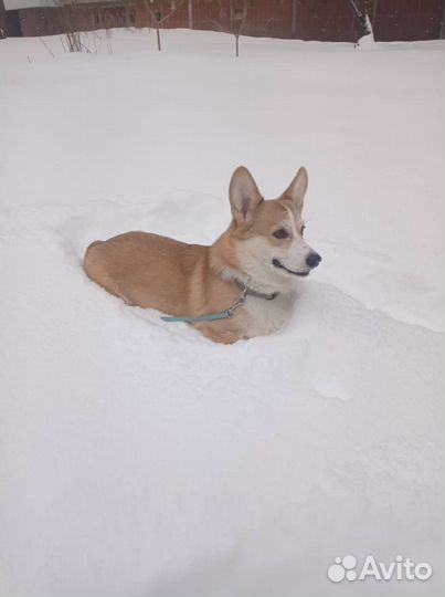 Мальчик корги ищет девочку для вязки, случки