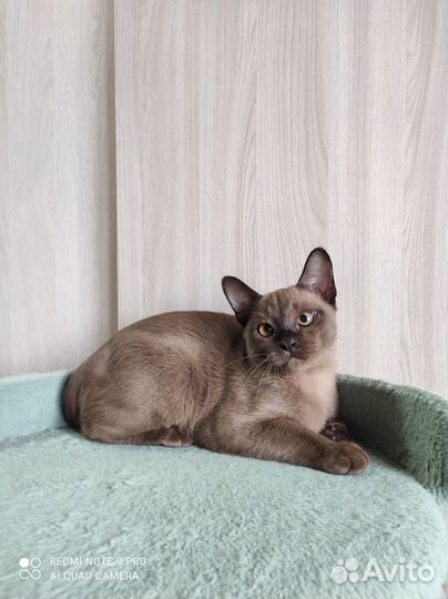 Бурманский соболиный котик