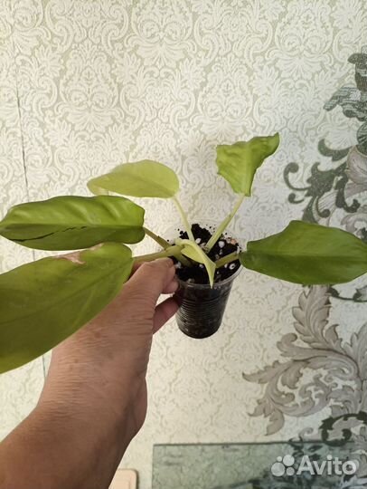 Бегония тростниковая