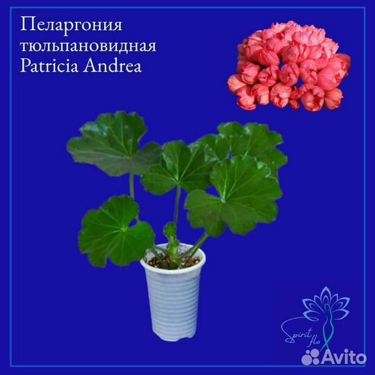 Пеларгония герань сортовая