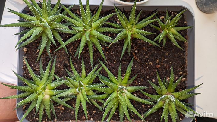 Хавортия полосатая