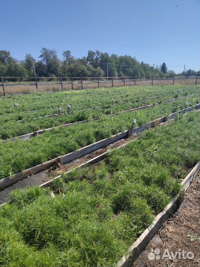 Сеянцы сосны зкс в розницу