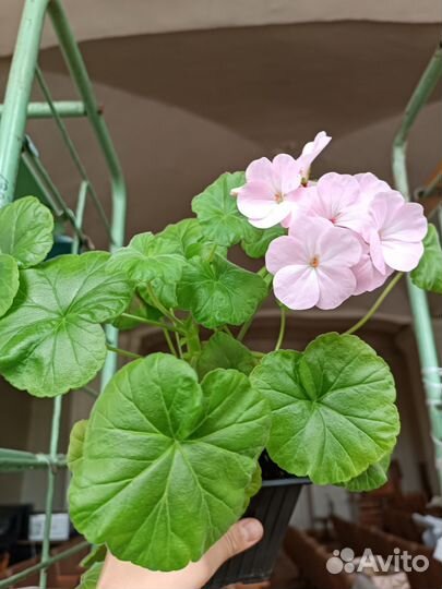 Пеларгония герань