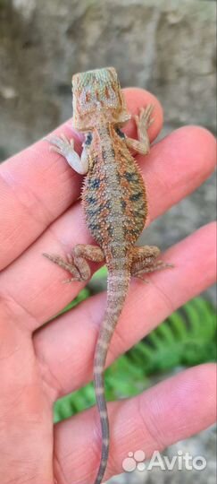 Бородатая агама