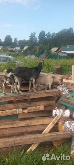 Продам козлят 3-4 месяцев