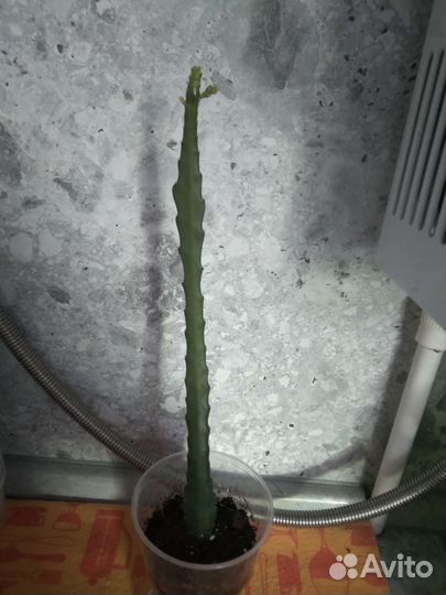 Комнатные растения, эпифиллум