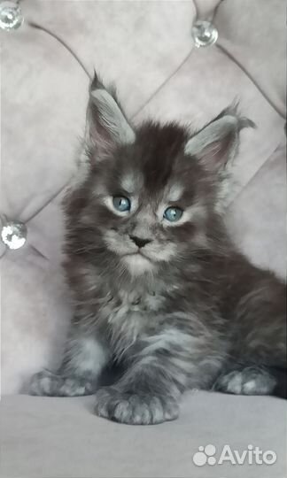 Котик мейн-кун полидакт