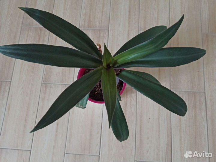 Красавица рэо