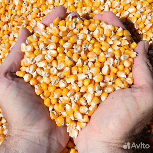Кукуруза