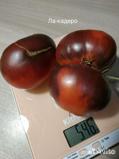 Семена коллекционных томатов