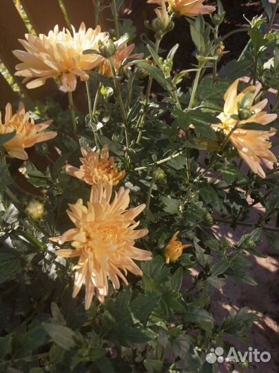 Цветы хризантемы