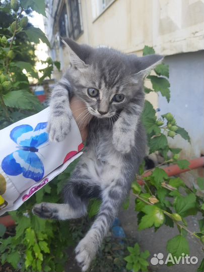 Кошка в дар бесплатно