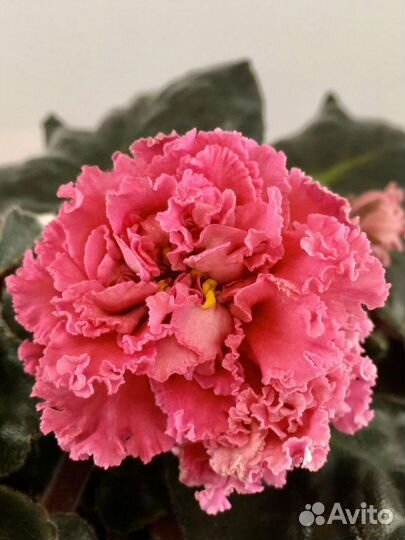 Сортовые фиалки