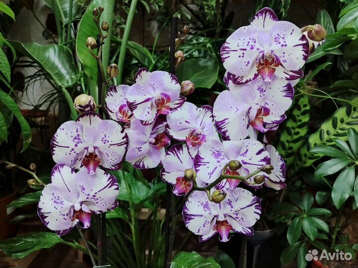 Орхидея фаленопсис Magic Art
