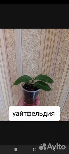 Комнатные растения,черенки