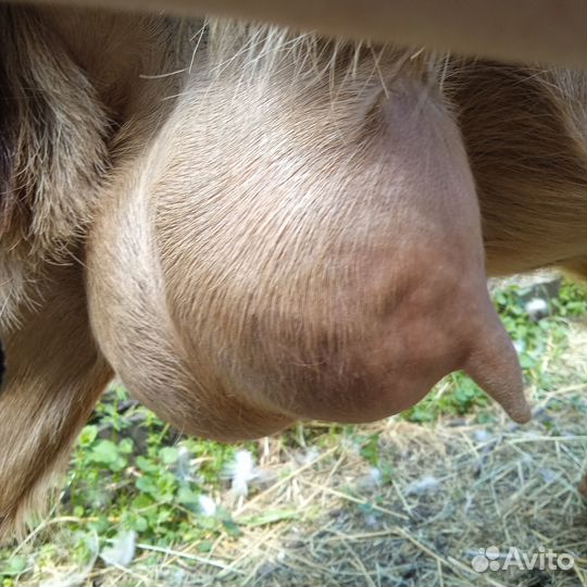 Козочки и козы