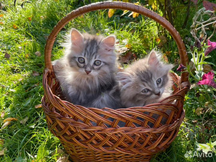 Сибирские котята