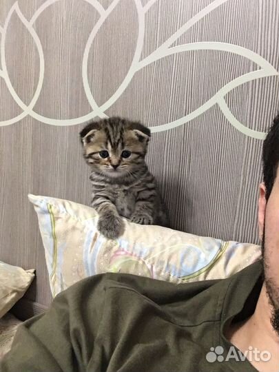 Шотландская вислоухая