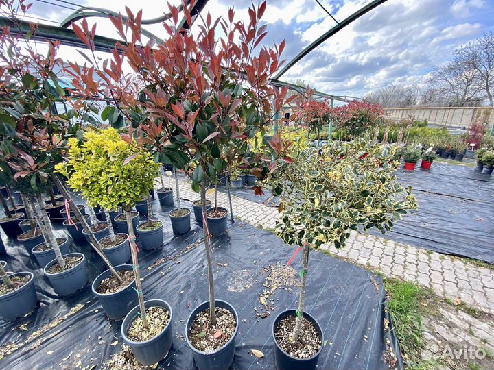 Топиарные формы растений, топиары, штамбы, бонсаи