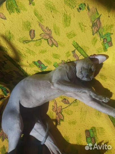 Сфинкс браш котенок