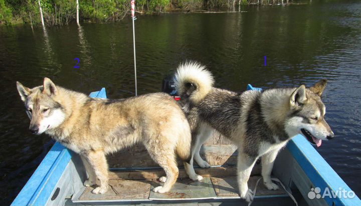 Западно-сибирская лайка