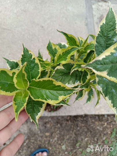 Ремонтантная малина