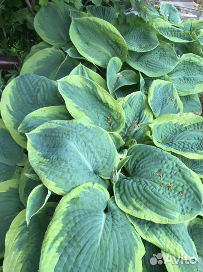 Очитки, хосты