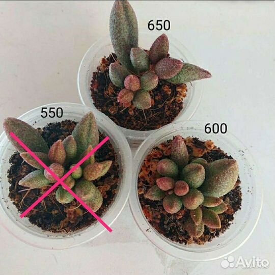 Суккуленты Редкие Красные