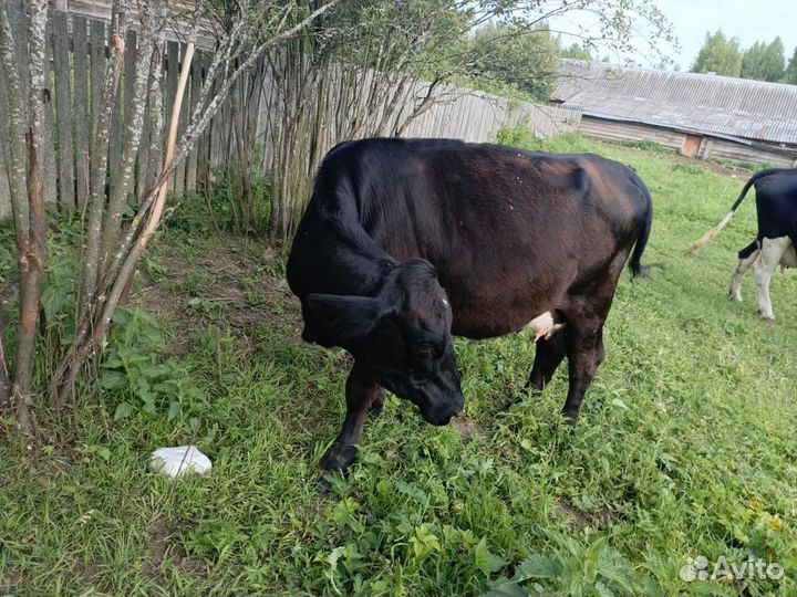 Бычки мясного направление Абердины