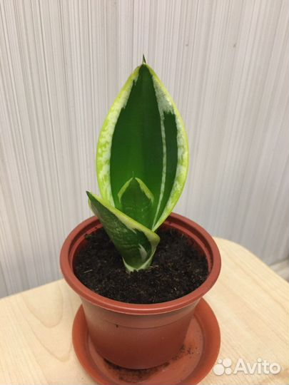 Сансевиерия ханни крео