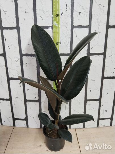 Фикус эластика