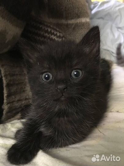 Котята от британка