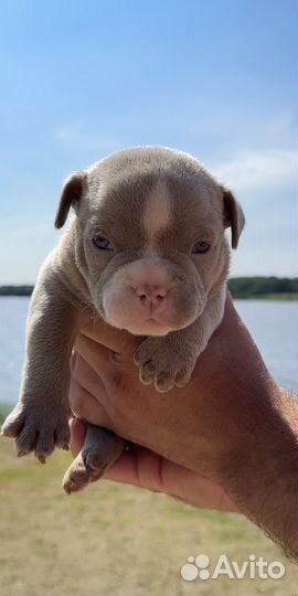 Щенки американского булли