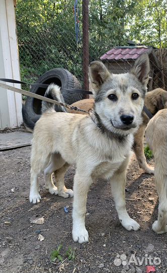 Девочка метис лайки 3,5 месяца
