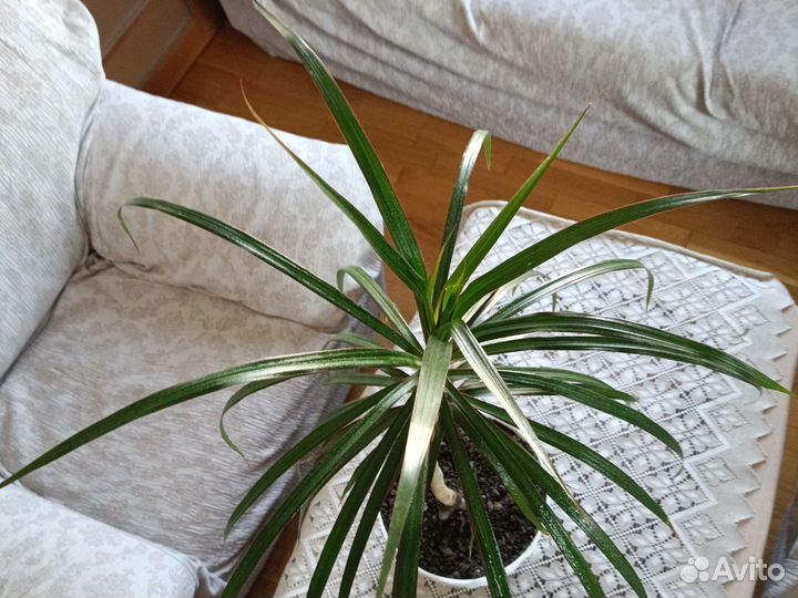 Драцены разных видов