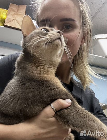 Ветеринарный врач на дом, вакцинация, усыпление