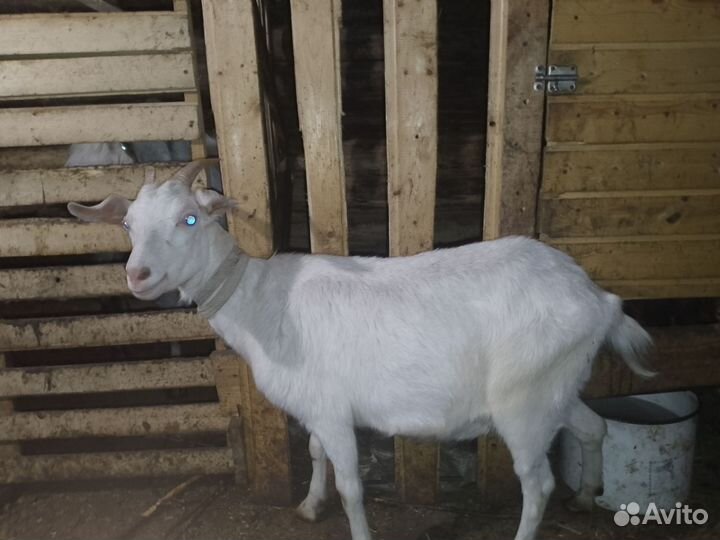 Коза и козачка