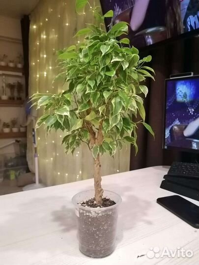 Фикус бенджамина кинки