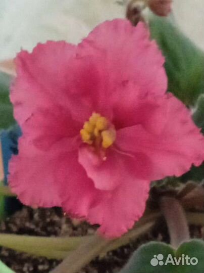 Сортовые фиалки